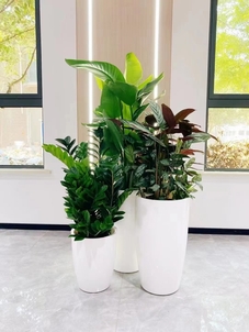 慈溪植物租摆哪家好